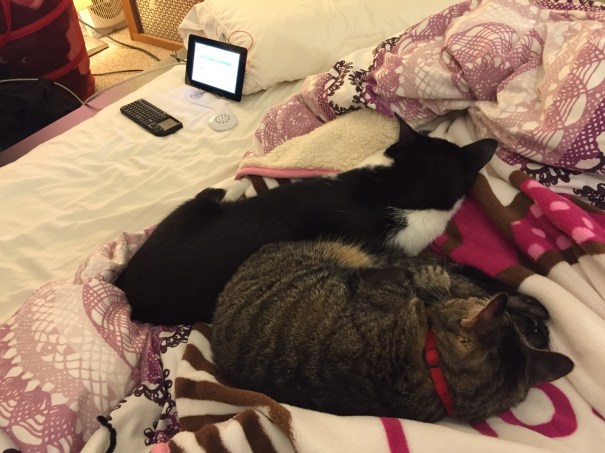 Mose and Miao had lost interest in the project by this point.