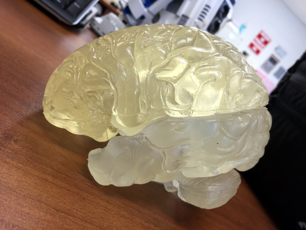 Human brain model