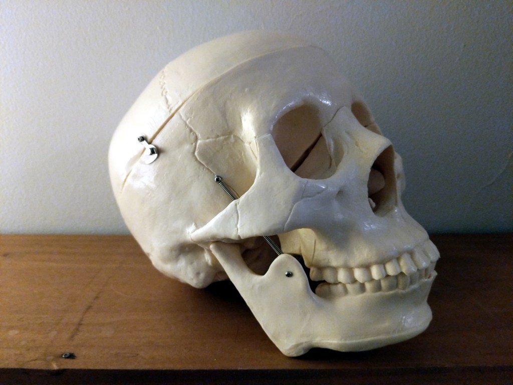 Human skull right side