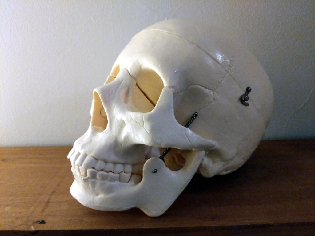 Human skull left side