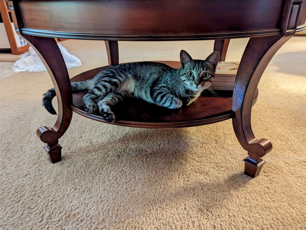 Tabby cat named Willow lying down on lower shelf of coffee table.