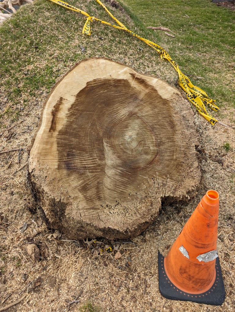 120-Ring Tree Downed in Green-Wood Cemetery – Dynamic Subspace