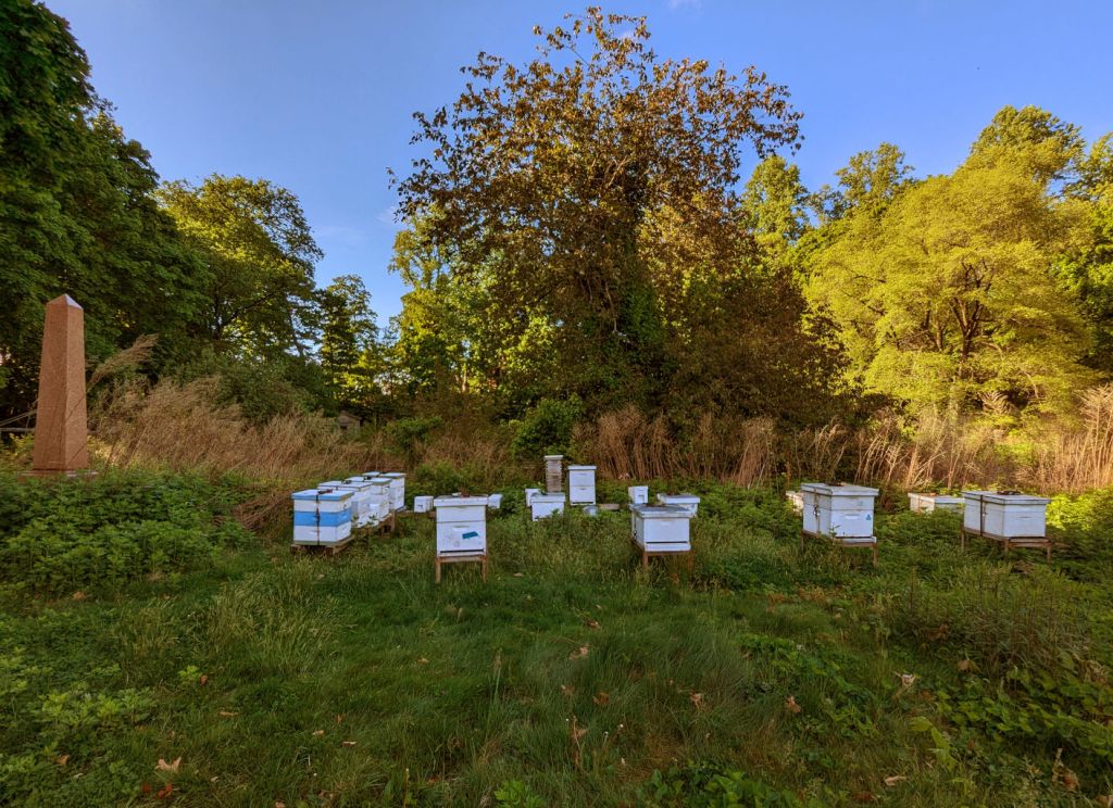 About 20 white boxed beehives in a grassy and overgrown corner of Green-Wood Cemetery in Brooklyn, New York.