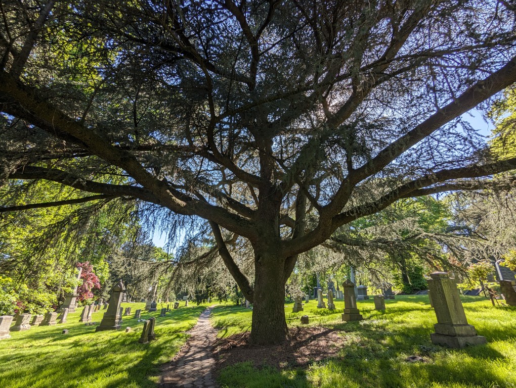 Blue Atlas Cedar Tree in Green-Wood Cemetery – Dynamic Subspace