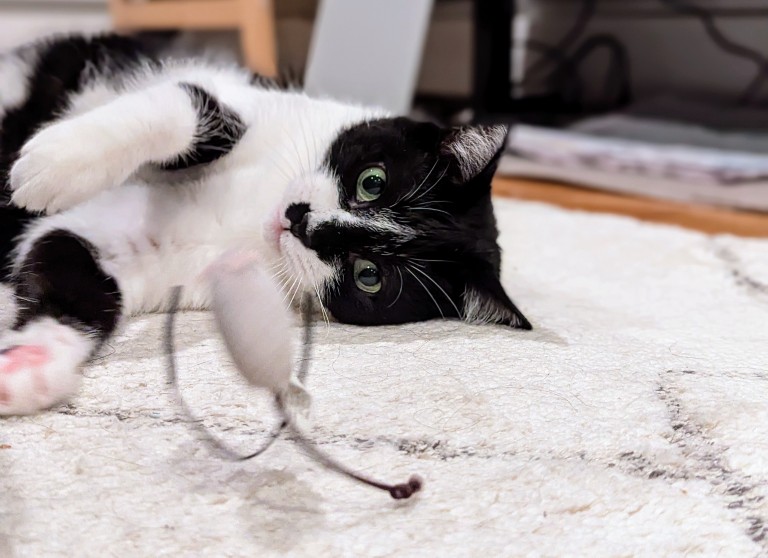a black and white cat lying on the floor playing with a toy mouse