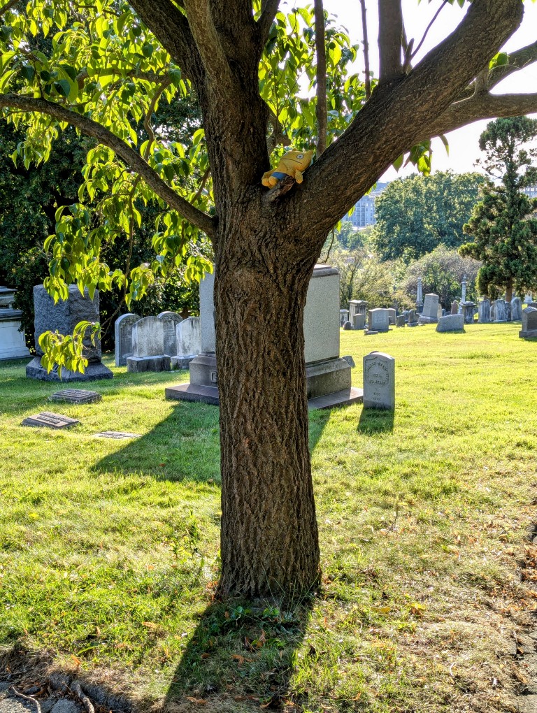 Orange stuffed animal resting in the crook of a tree in a cemetery.