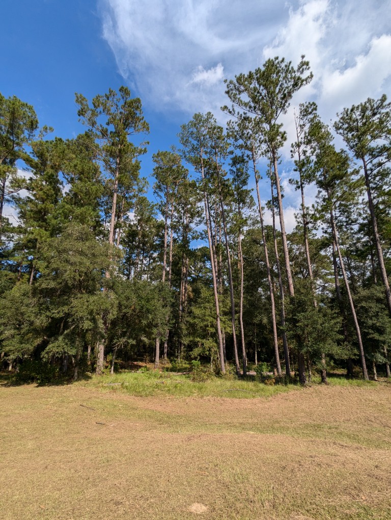 pine trees reaching to the sky
