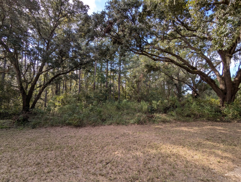 oaks and pine trees and bushes