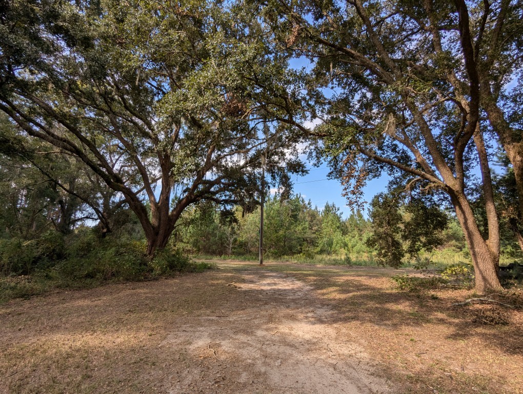 oaks twining over the driveway