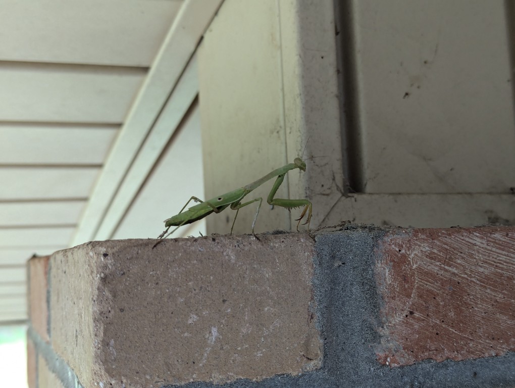 Praying Mantis Under the Porch After the Hurricane – Dynamic Subspace
