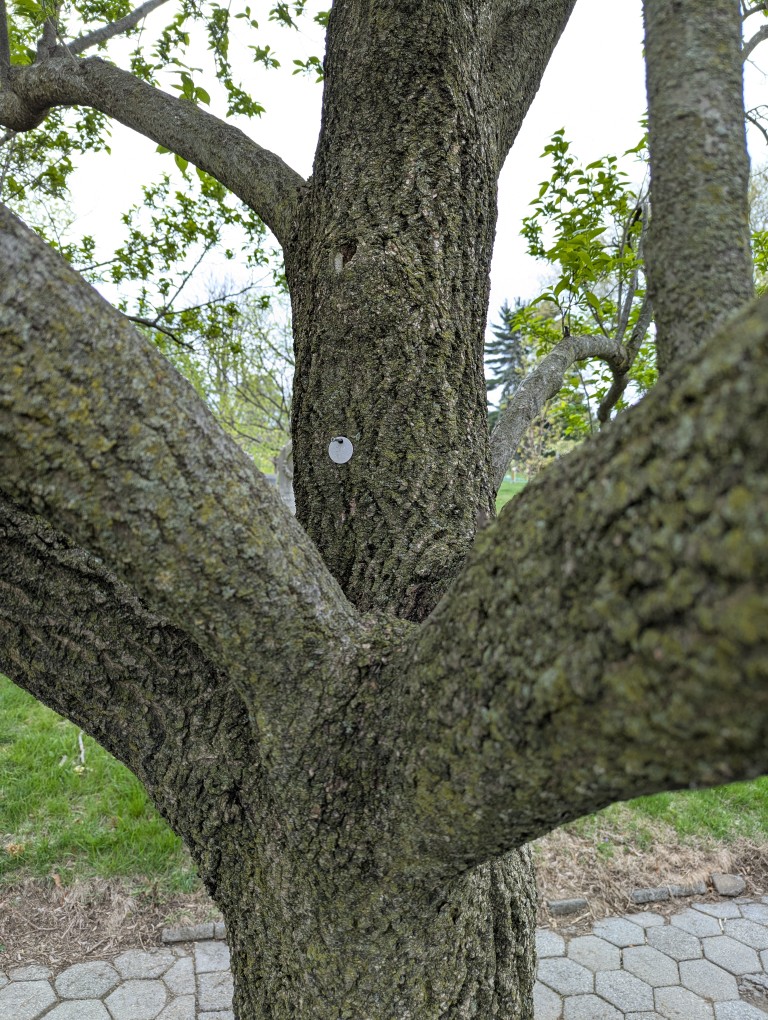tree with parting branches where Wage the Uglydoll used to sit in Green-Wood Cemetery