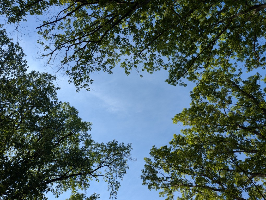 looking straight up at a blue sky with a few wispy white clouds circled by the outstretched limbs of tall trees