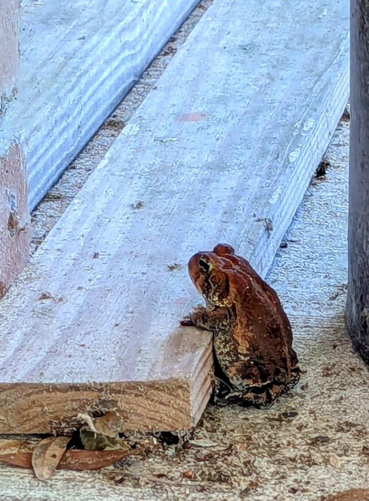 a toad sitting on its back feet with front feet propped up on a 1x4 board as if it is waiting to be served down at his local
